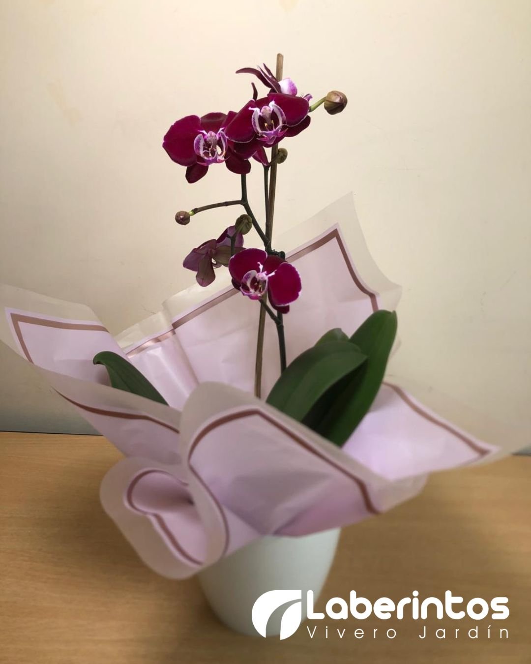 Orqu&iacute;dea Phalaenopsis color vino para regalo con maceta blanca