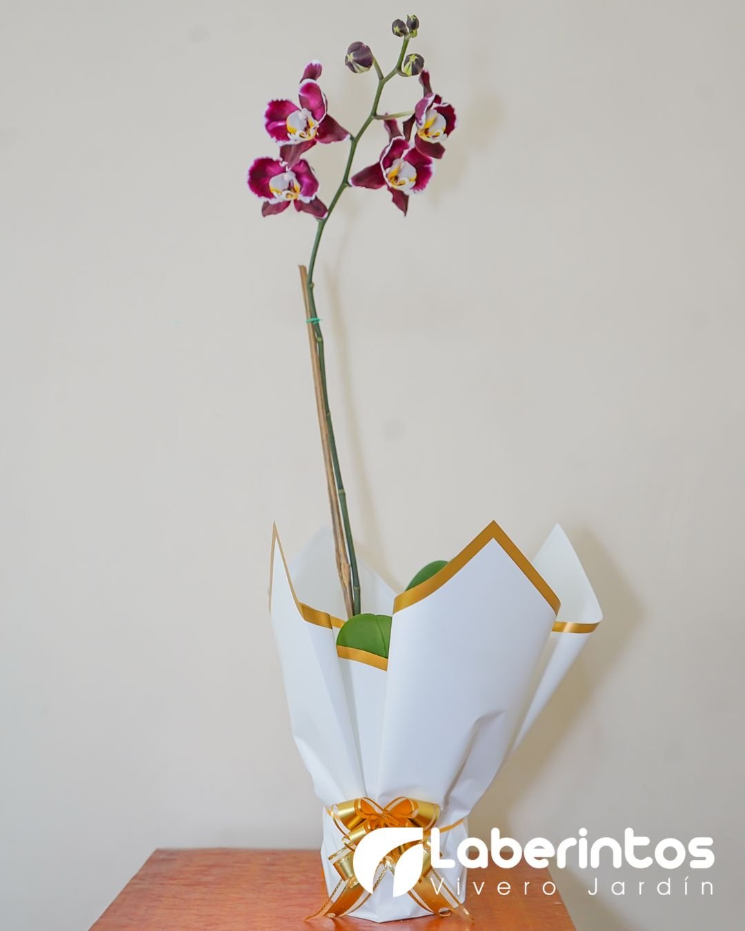 Orqu&iacute;dea Phalaenopsis color vino para regalo con maceta blanca