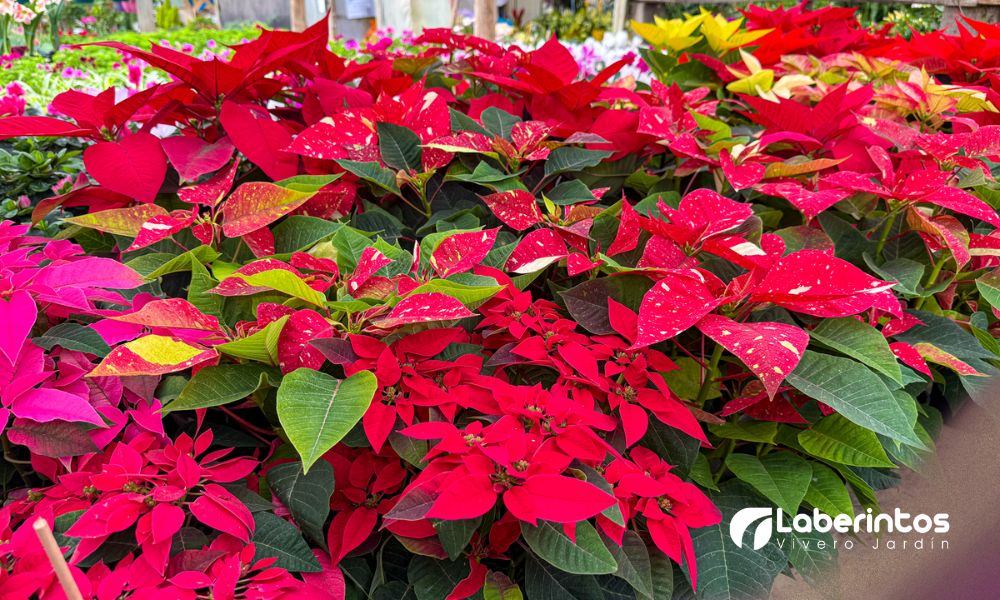 Vivero Laberintos, Ponsettias Navideñas