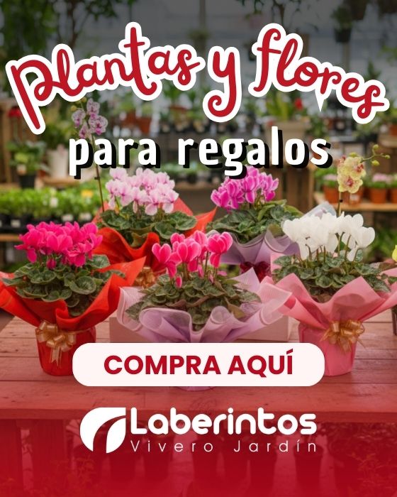 Plantas con flores para regalos