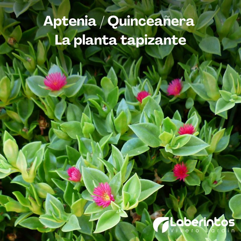 Aptenia / Quinceañera: la planta tapizante para exteriores