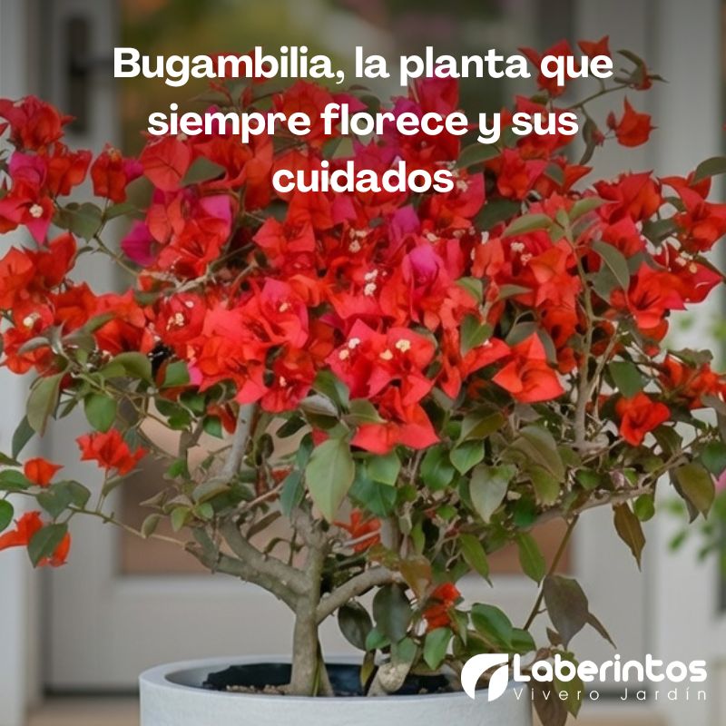 Bugambilia, la planta que siempre florece y sus cuidados