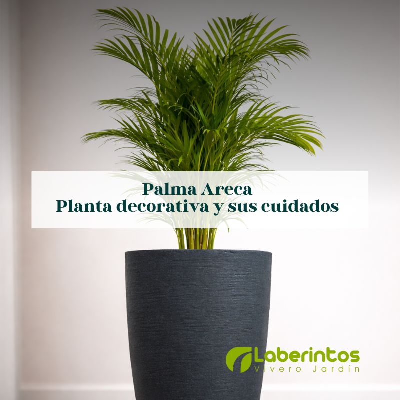 Palma areca, elige esta planta decorativa y conoce cómo cuidarla