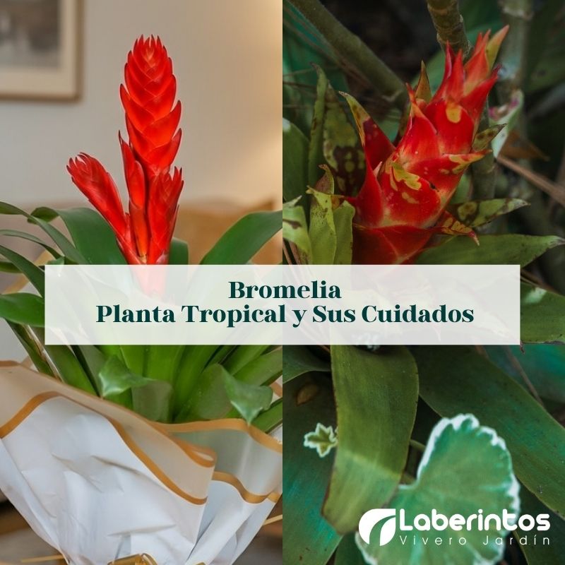 Bromelia, la planta tropical con flores y su fácil cuidados