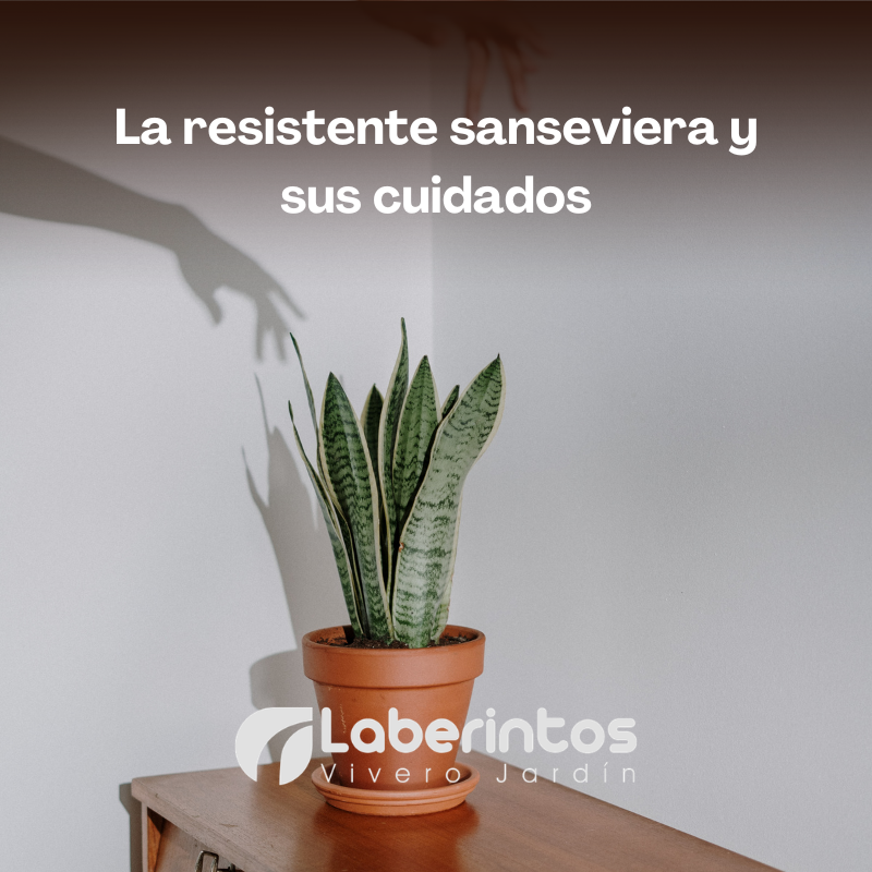 La sanseviera o lengua de suegra, la planta todo terreno