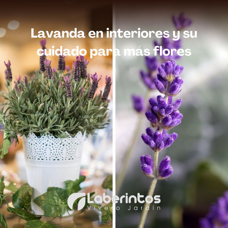 Planta de lavanda en interiores y su cuidado para más flores