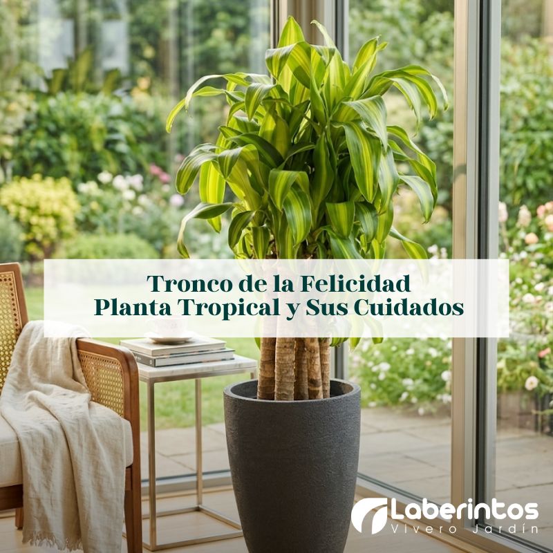 Tronco de la felicidad: cuidados esenciales para una planta resistente y elegante