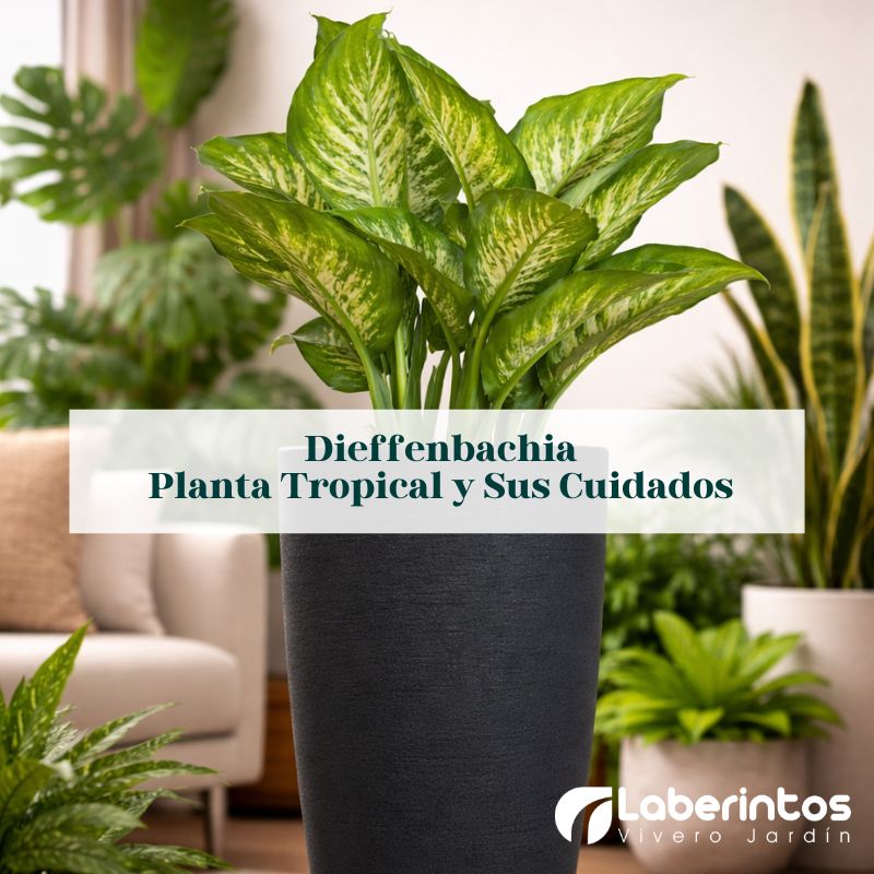 Cuidados de la planta Millonaria: consejos para mantenerla saludable