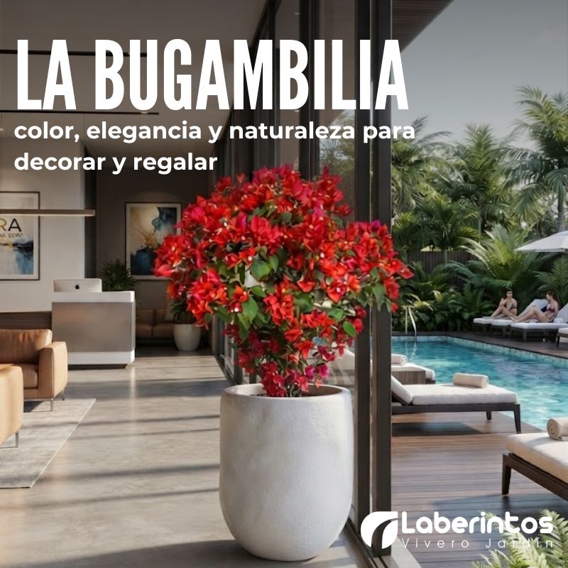 La bugambilia: color, elegancia y naturaleza para decorar y regalar