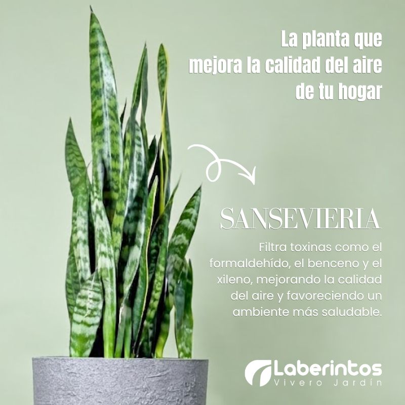 Sansevieria: La planta que mejora la calidad del aire de tu hogar