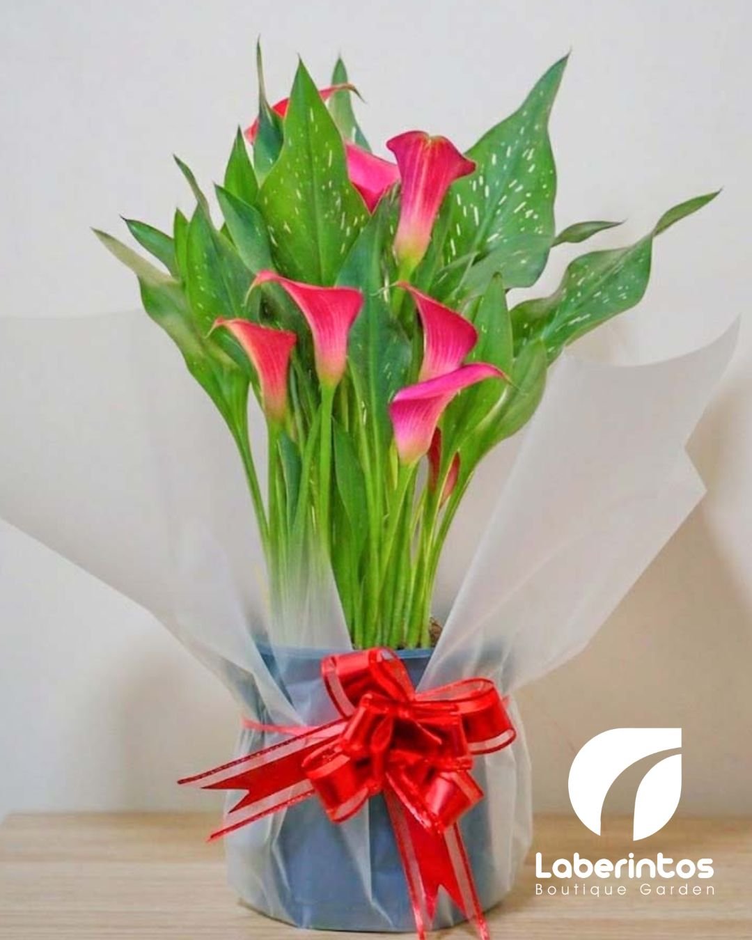 Cala o Cartucho rosado decorada para regalo con portamaceta