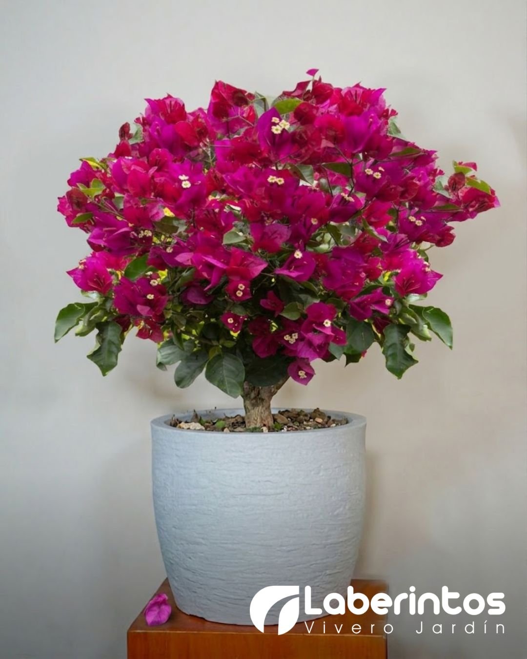 Bugambilia fucsia en maceta color blanco arena