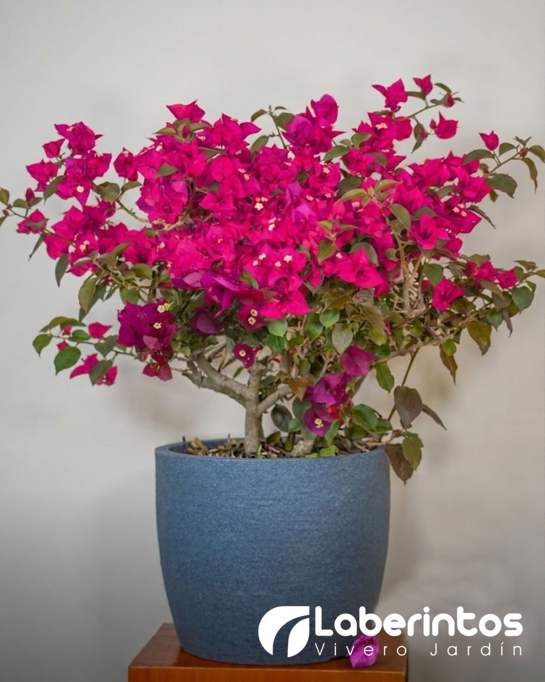 Bugambilia fucsia en maceta color gris piedra obscuro