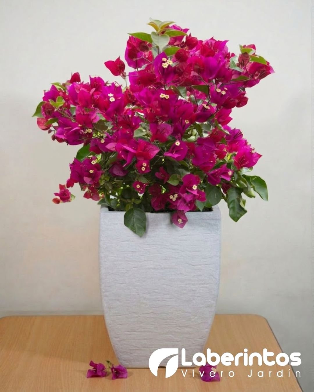 Bugambilia fucsia en maceta cuadrada moderna color blanco envejecido