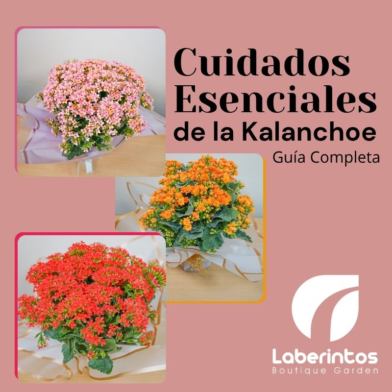 Cuidados Esenciales de la Kalanchoe: Una Guía Completa para tenerla Radiante