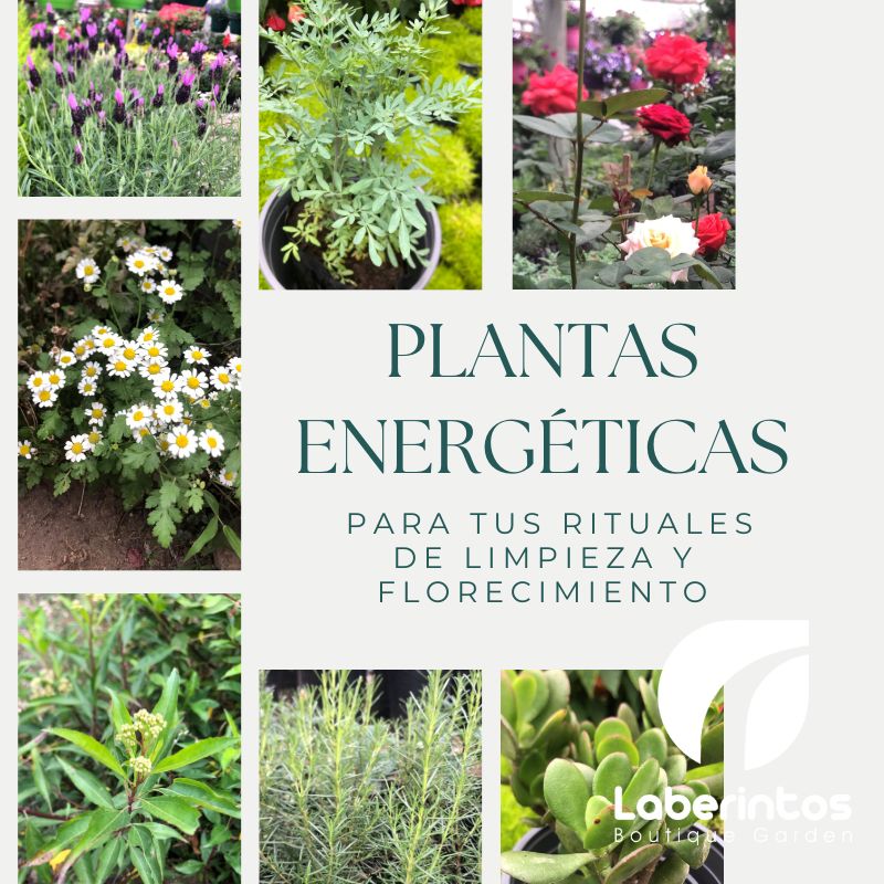 Plantas energéticas para la Fiesta de San Juan: tradición, limpieza y buena energía