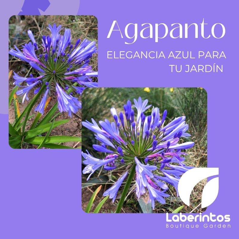 Agapanto o Agapanthus: elegancia azul para tu jardín