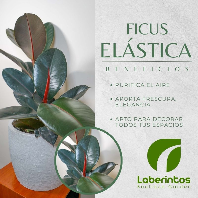 Ficus elástica: elegancia verde para tu hogar u oficina