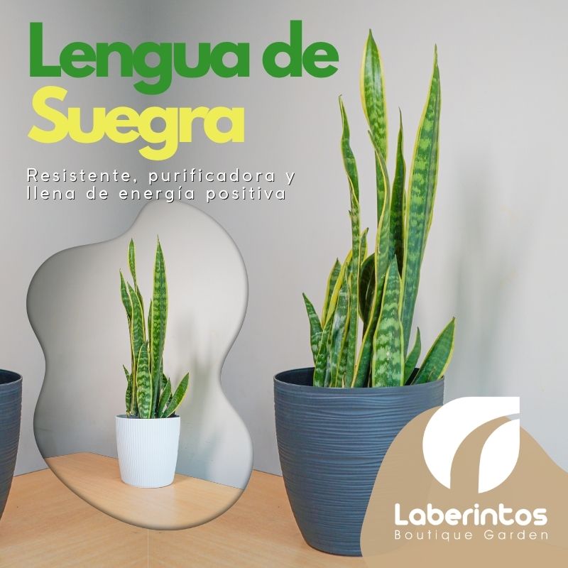 Lengua de Suegra: la planta ideal para purificar el aire y atraer buena energía