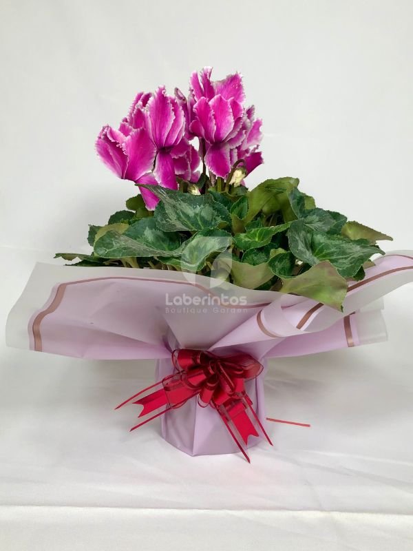 Cyclamen de flores violeta flameada decorada para regalo