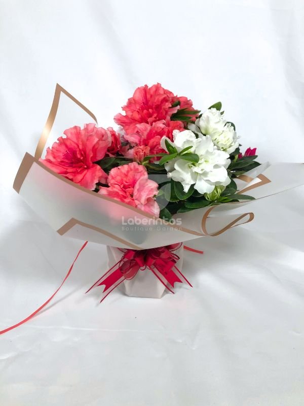 Azalea con flores Salmón y Blanco decorada para regalo