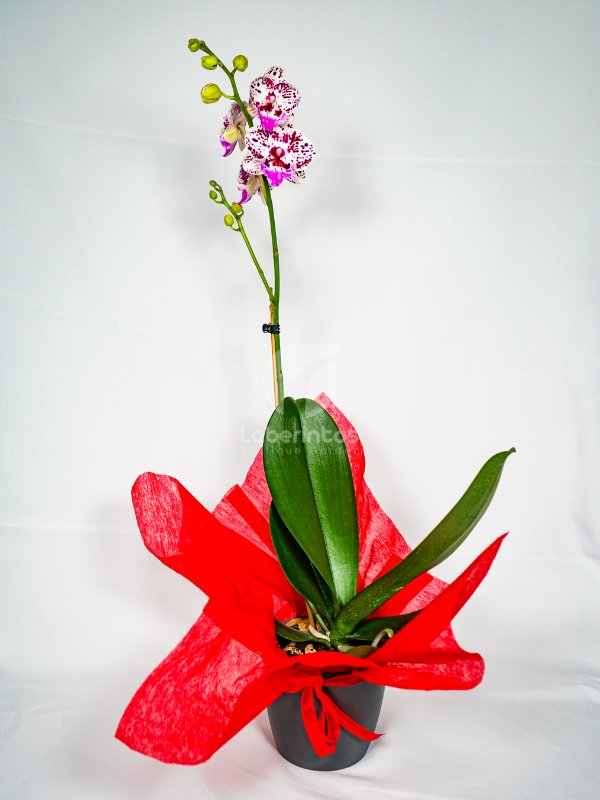 Orquídea Phanaelopsis color blanco con matices color vino